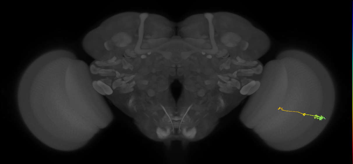 Tm2_R (MaleCNS:64605)