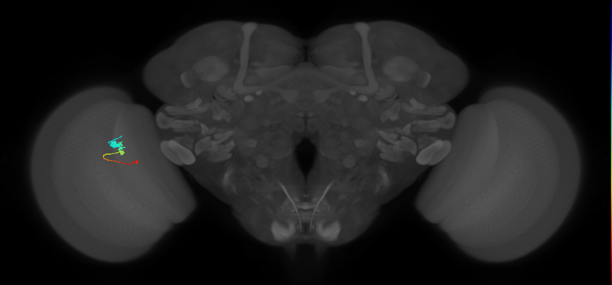 Tm2_L (MaleCNS:515387)