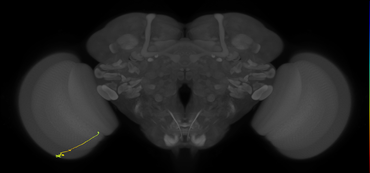 Tm2_L (MaleCNS:535110)