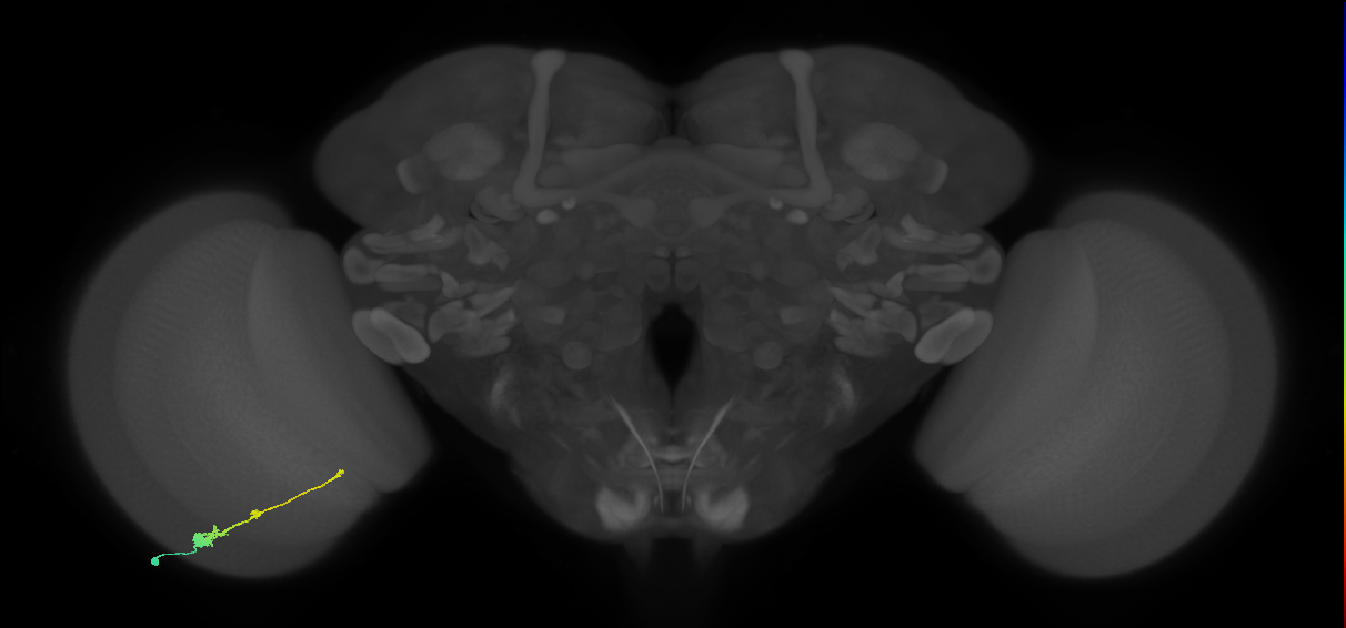 Tm2_L (MaleCNS:519067)