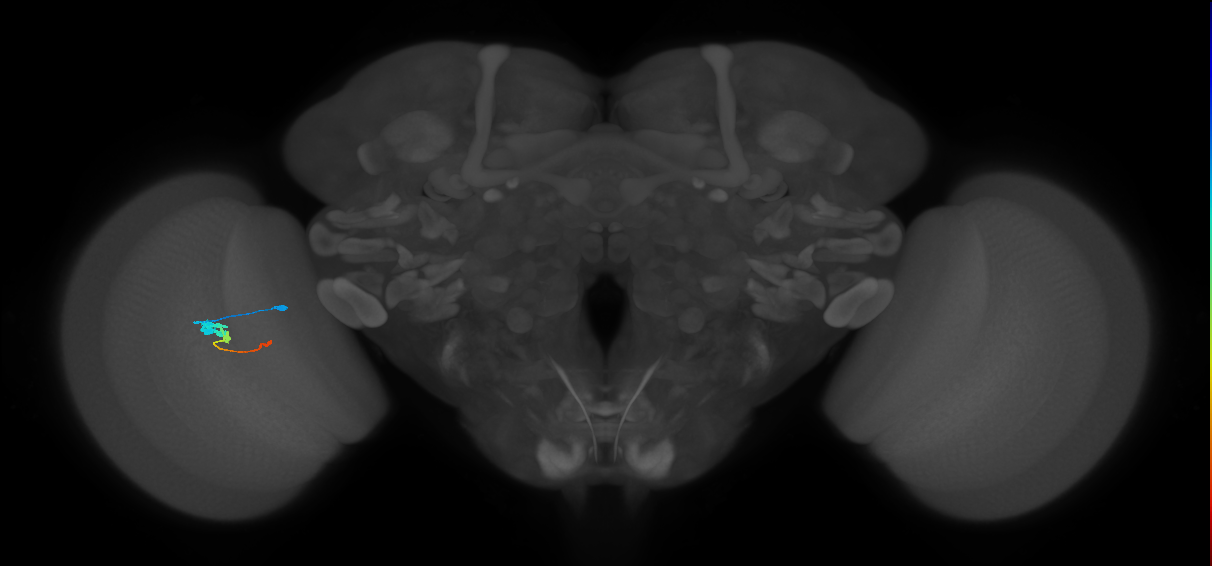 Tm2_L (MaleCNS:534357)