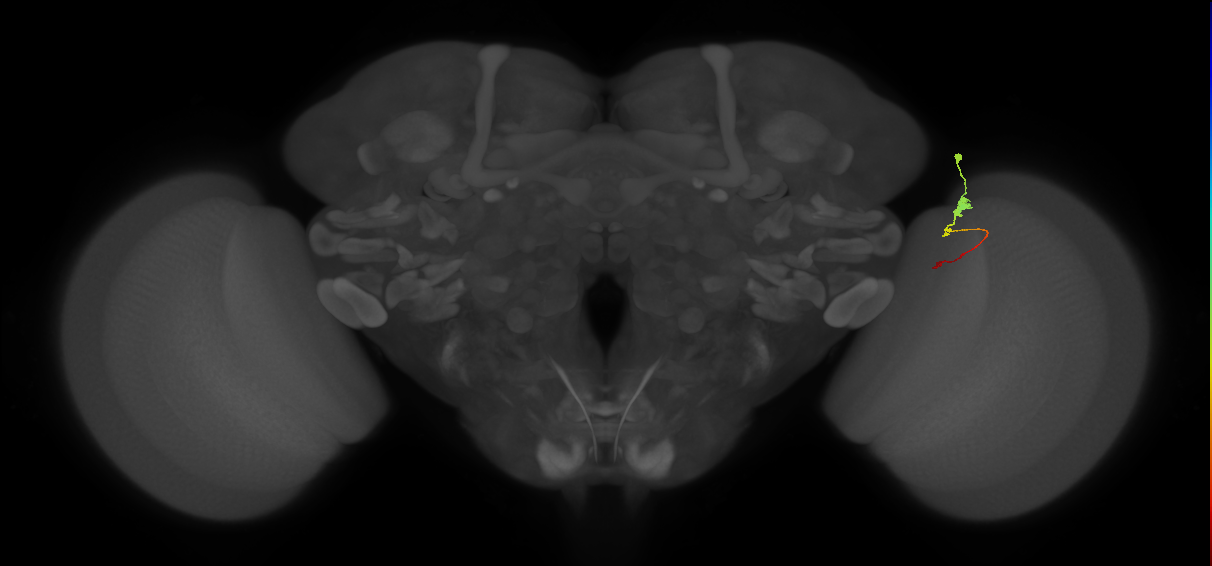 Tm2_R (MaleCNS:105568)