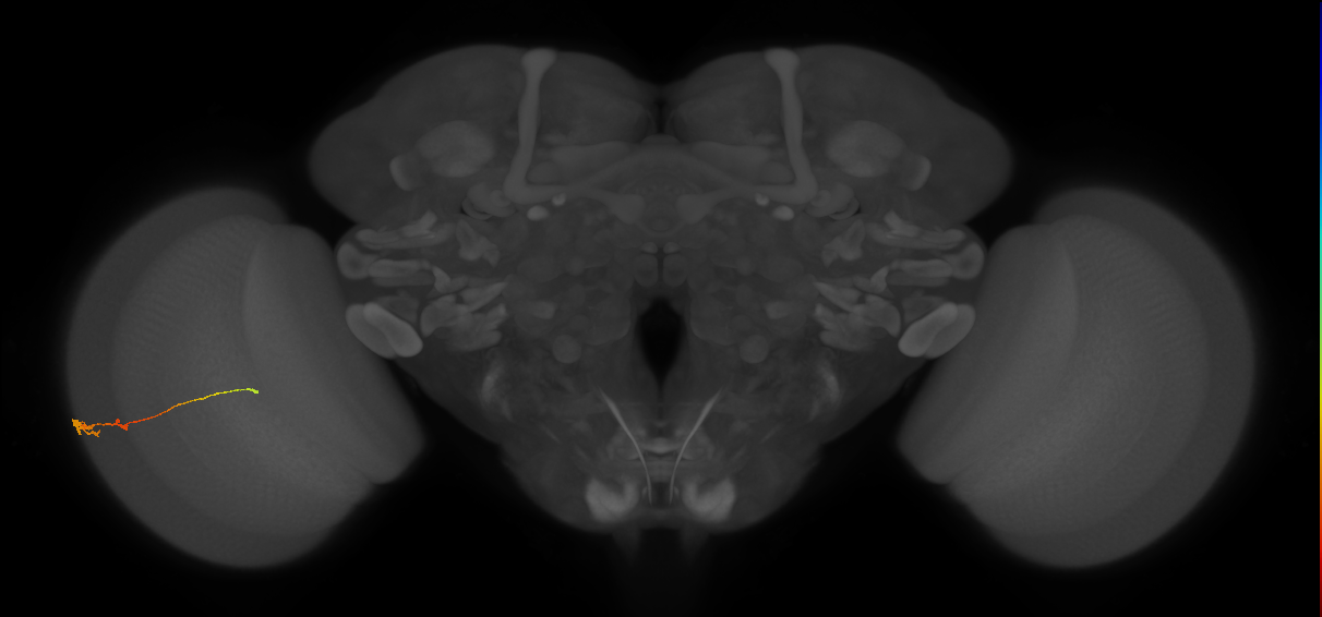 Tm2_L (MaleCNS:195727)