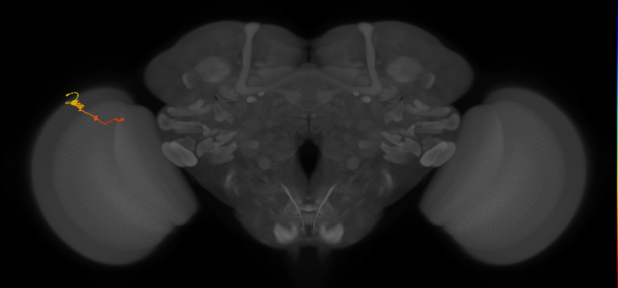 Tm2_L (MaleCNS:58442)