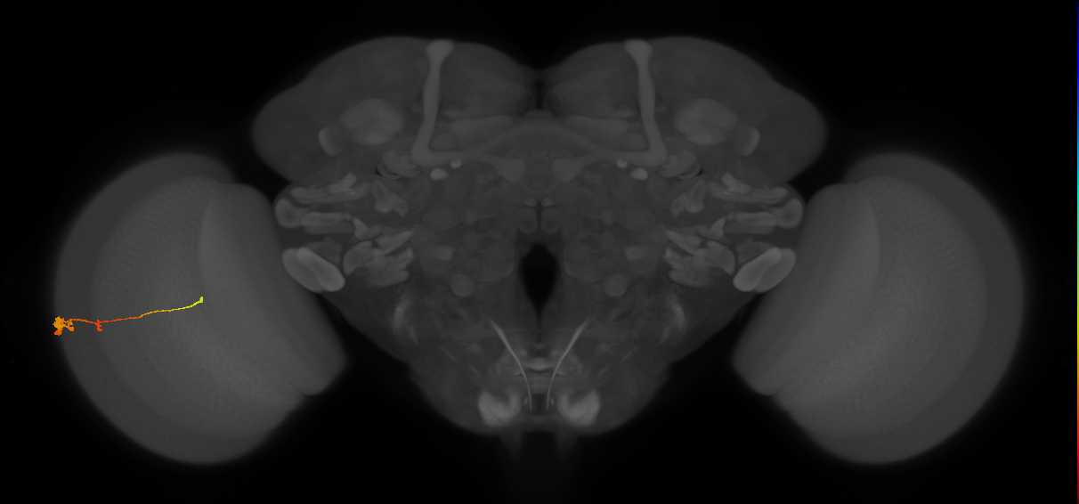 Tm2_L (MaleCNS:550080)