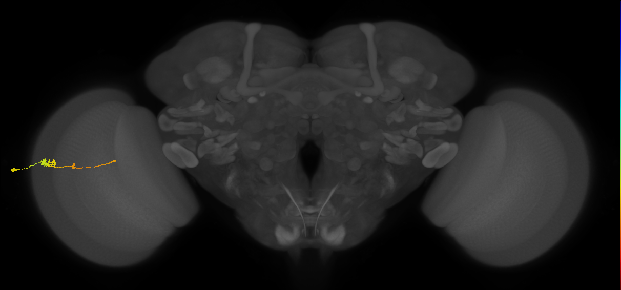 Tm2_L (MaleCNS:24707)