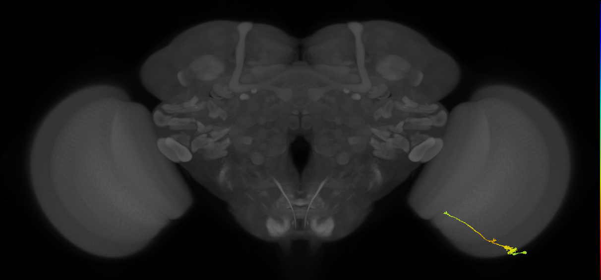 Tm2_R (MaleCNS:73366)
