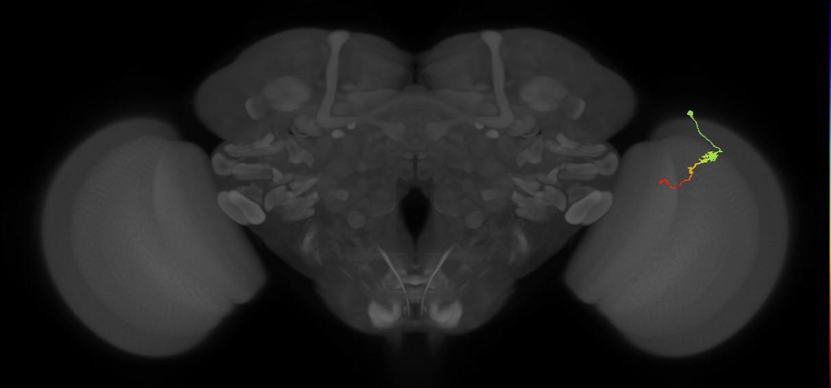 Tm2_R (MaleCNS:62350)