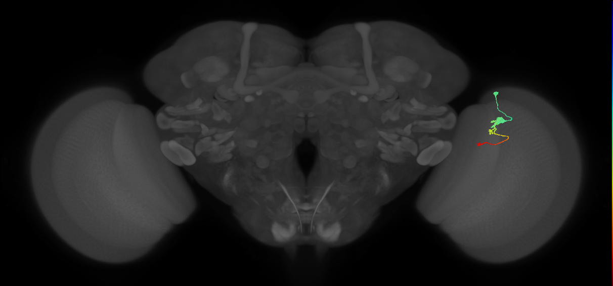 Tm2_R (MaleCNS:63541)