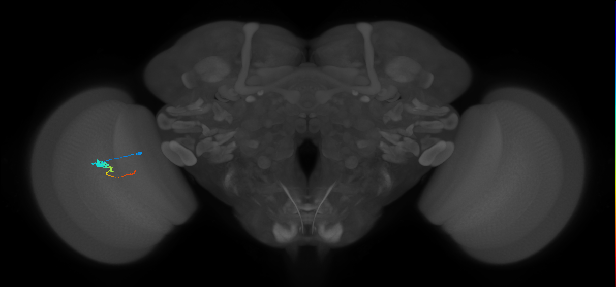 Tm2_L (MaleCNS:533871)