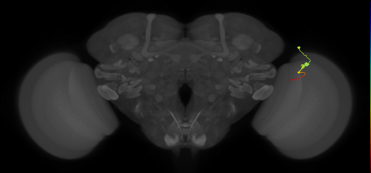Tm2_R (MaleCNS:67097)