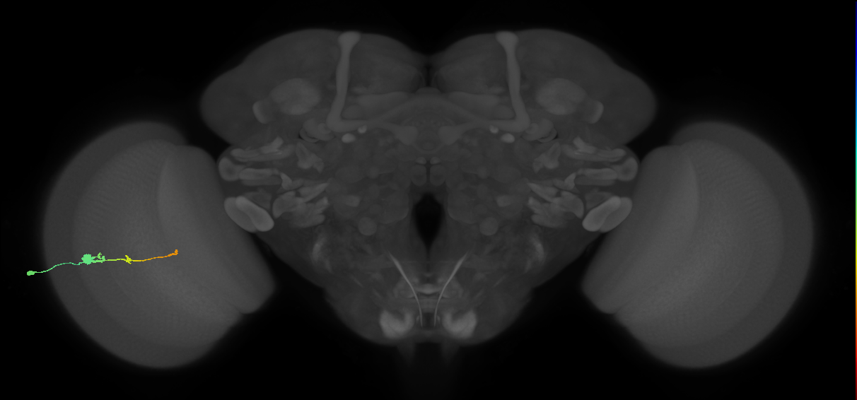 Tm2_L (MaleCNS:50867)
