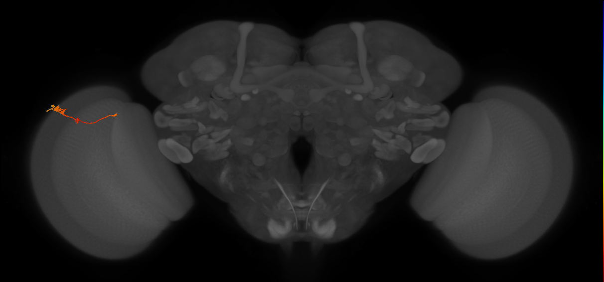 Tm2_L (MaleCNS:66757)