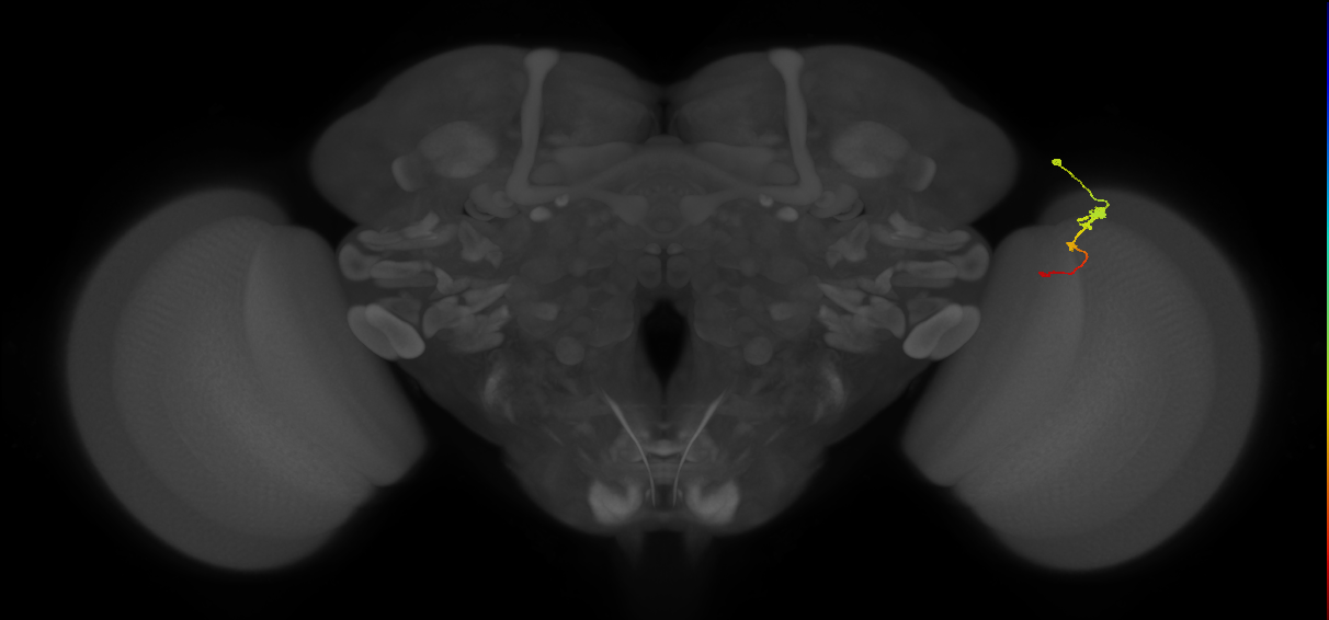 Tm2_R (MaleCNS:65697)