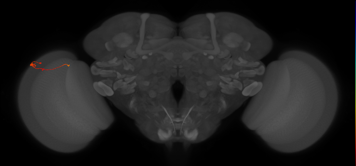 Tm2_L (MaleCNS:164340)