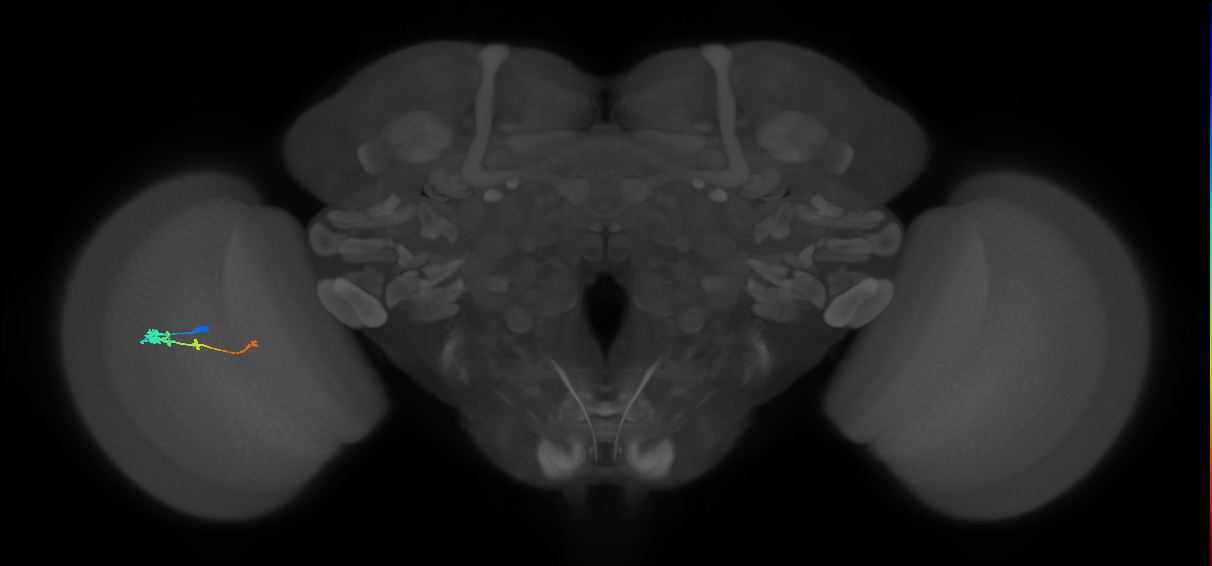 Tm2_L (MaleCNS:44459)