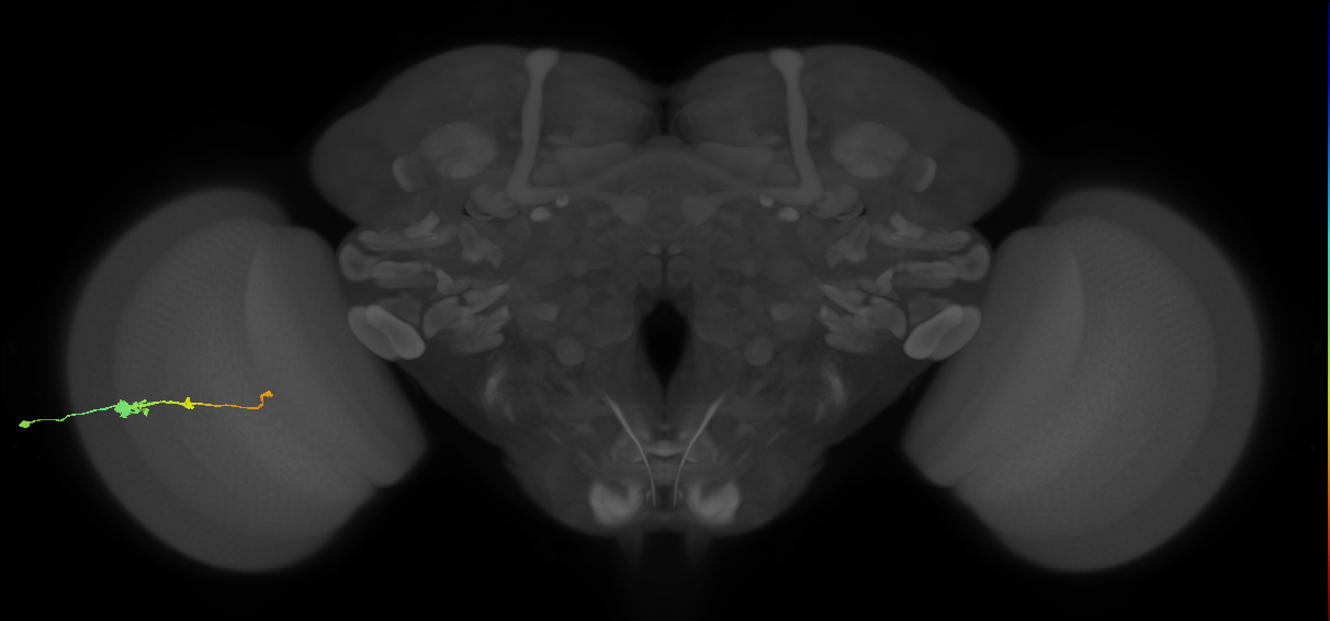 Tm2_L (MaleCNS:55243)