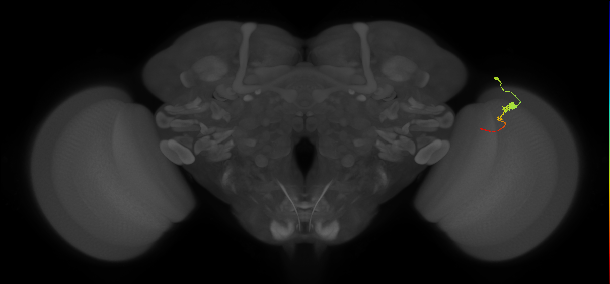 Tm2_R (MaleCNS:65036)
