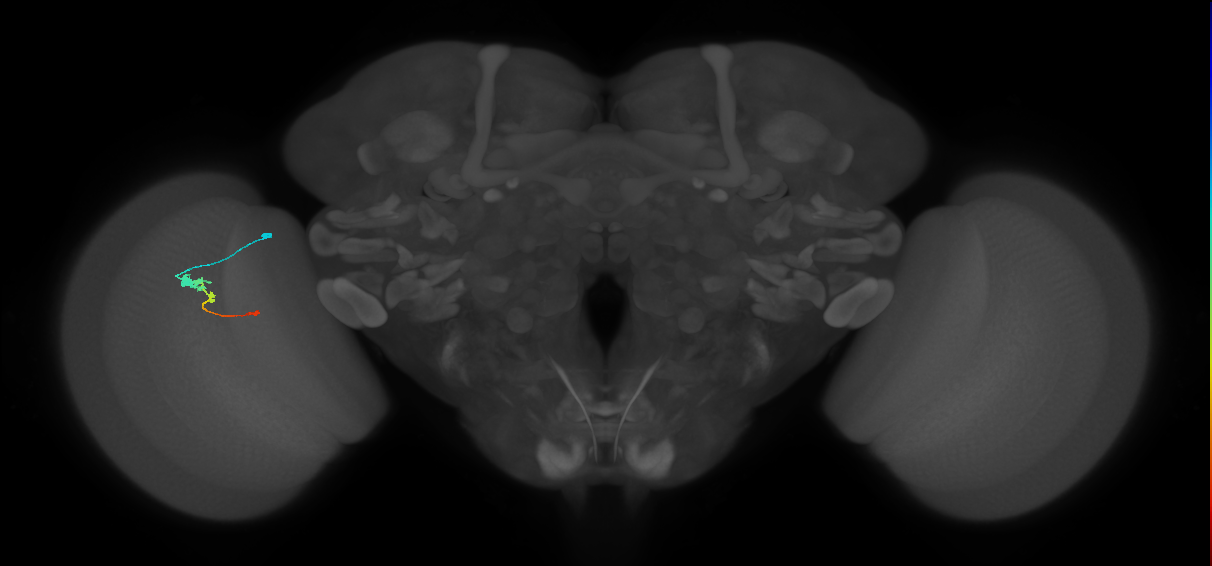 Tm2_L (MaleCNS:82327)