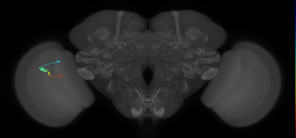Tm2_L (MaleCNS:532796)
