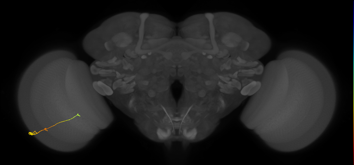 Tm2_L (MaleCNS:46286)