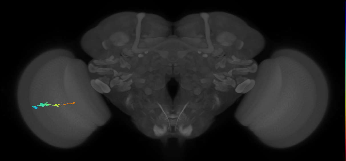 Tm2_L (MaleCNS:524556)