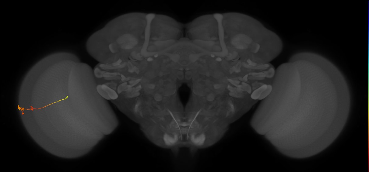 Tm2_L (MaleCNS:185047)