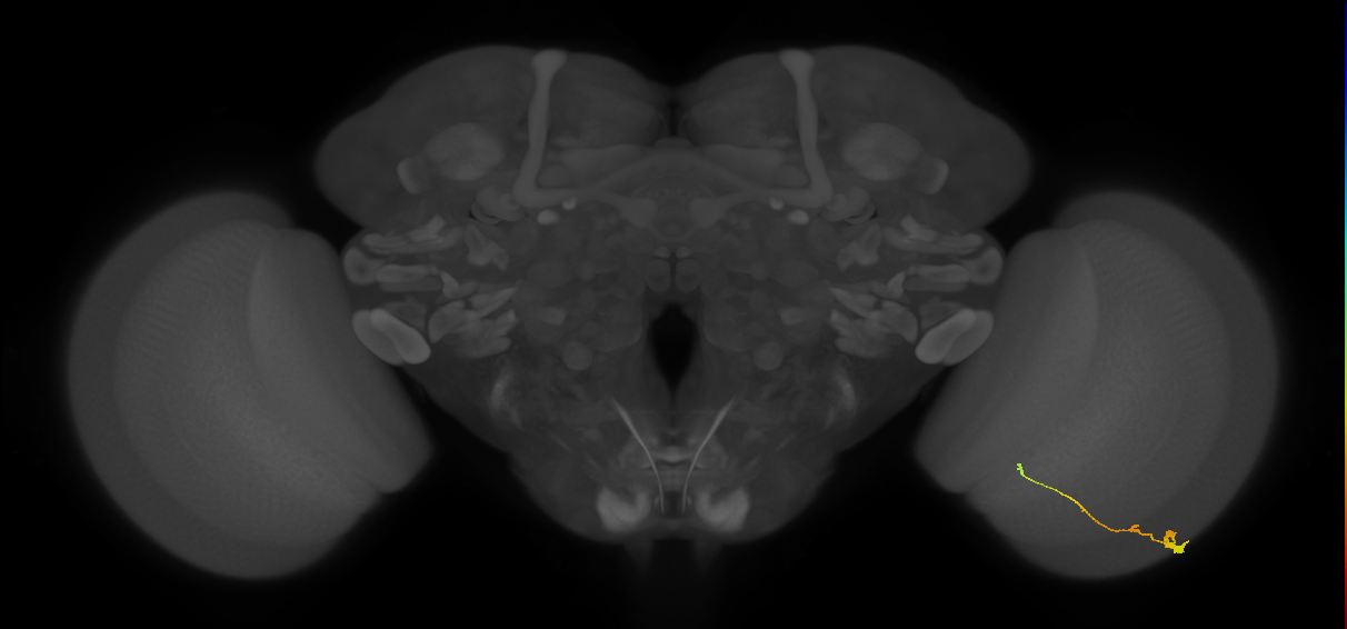 Tm2_R (MaleCNS:98479)
