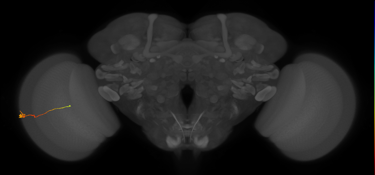 Tm2_L (MaleCNS:533239)