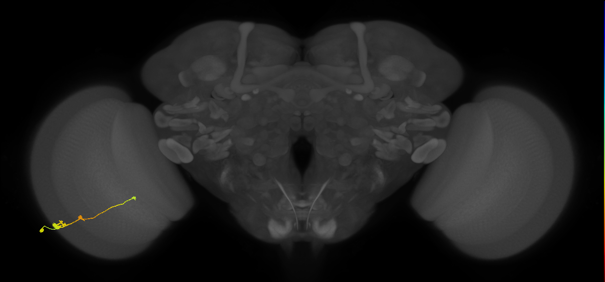 Tm2_L (MaleCNS:58278)