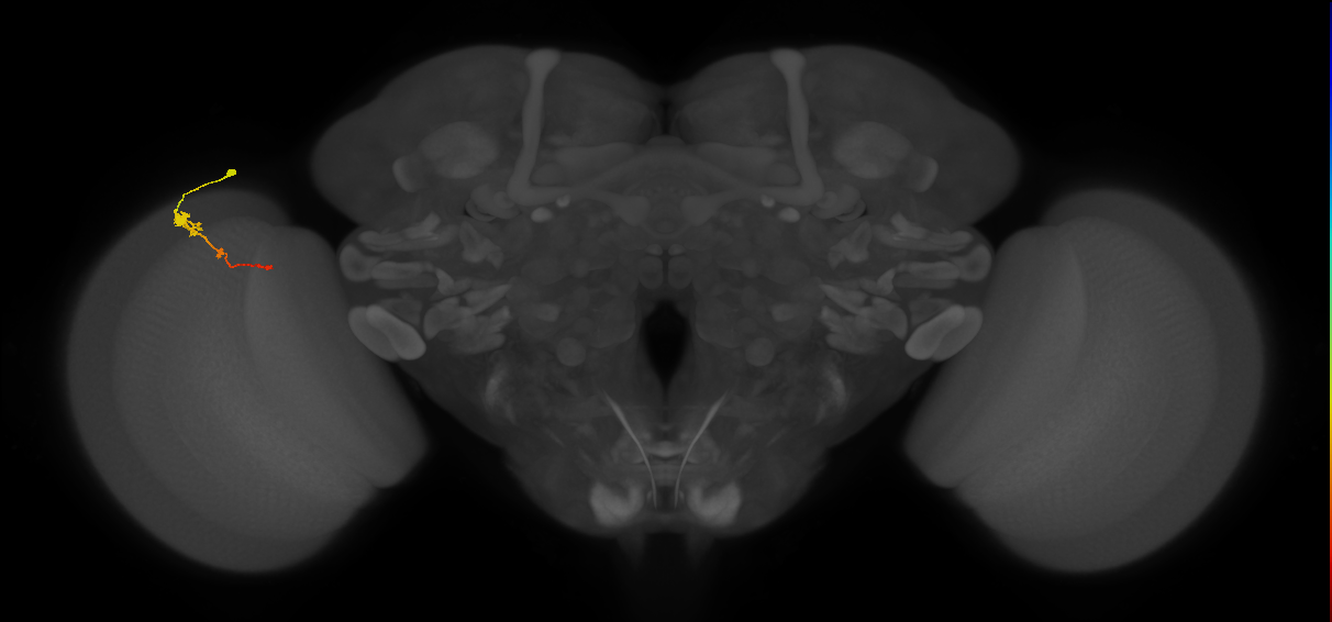 Tm2_L (MaleCNS:37875)