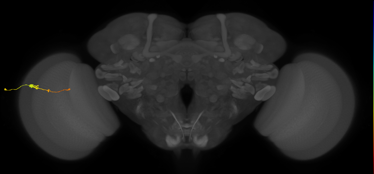 Tm2_L (MaleCNS:518261)