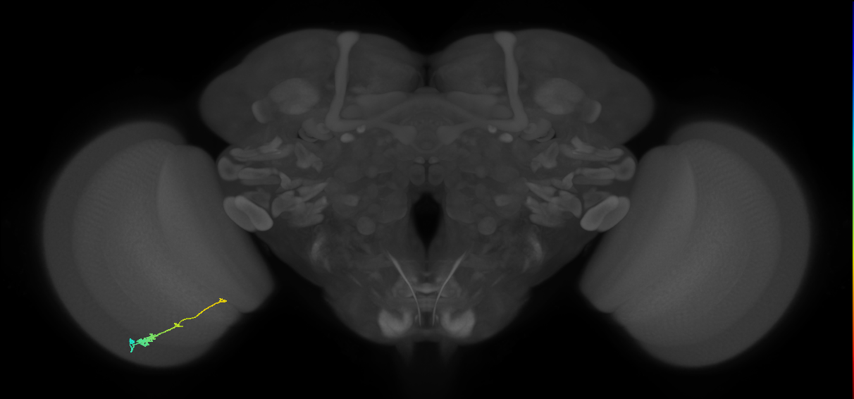 Tm2_L (MaleCNS:62179)