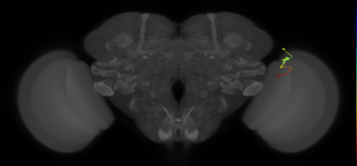 Tm2_R (MaleCNS:79469)