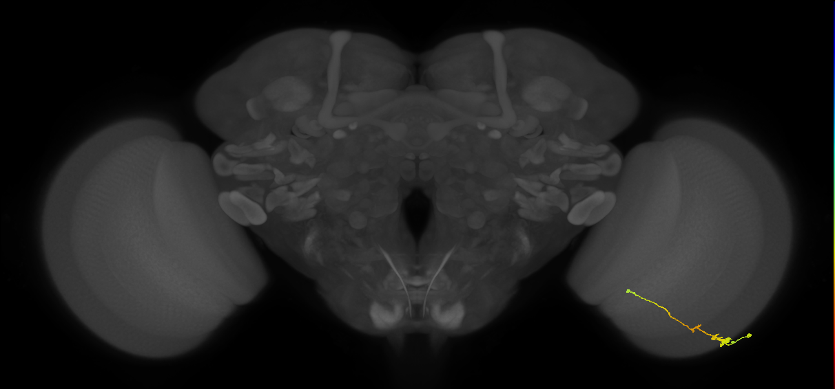 Tm2_R (MaleCNS:67112)