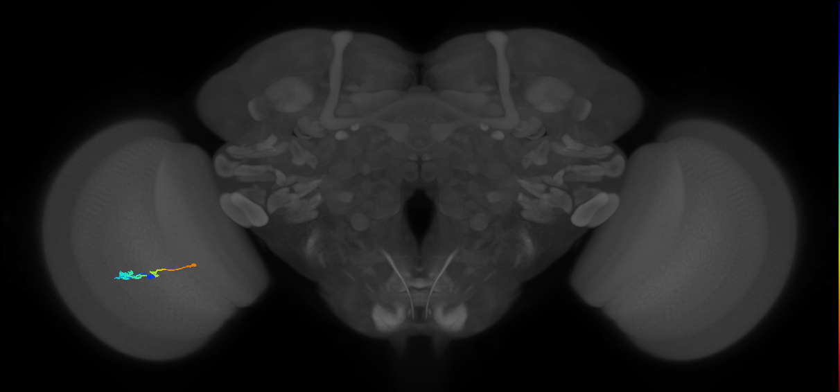 Tm2_L (MaleCNS:48179)
