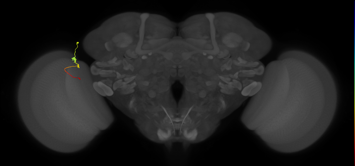 Tm2_L (MaleCNS:151637)