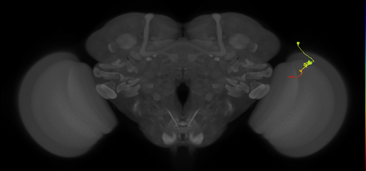 Tm2_R (MaleCNS:66339)