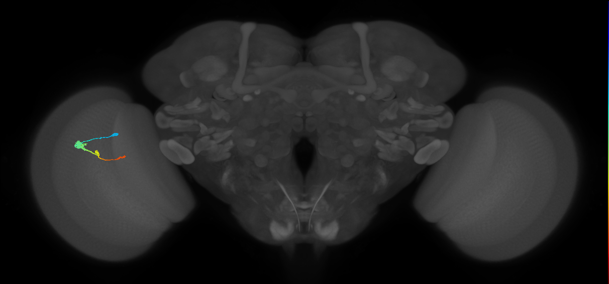 Tm2_L (MaleCNS:520877)