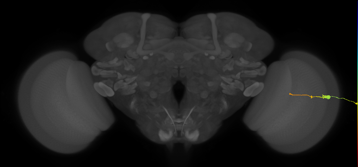 Tm2_R (MaleCNS:79225)