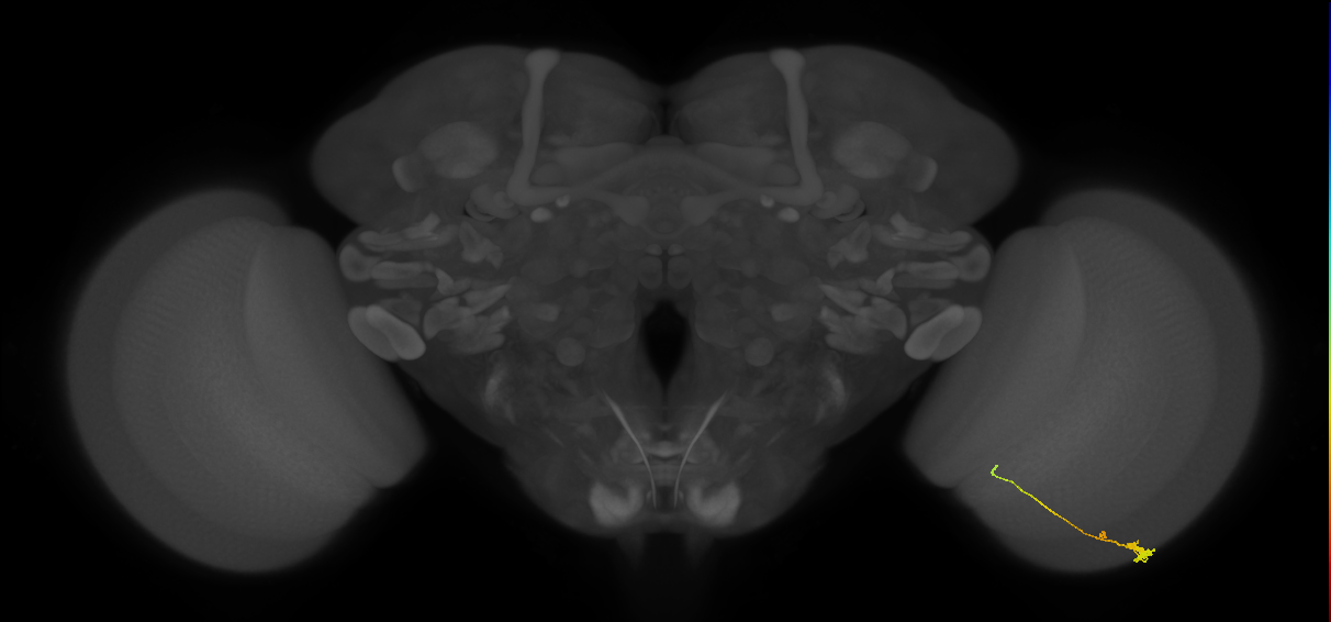 Tm2_R (MaleCNS:106519)