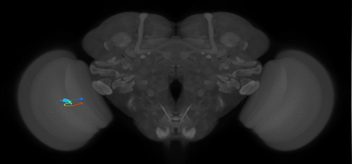 Tm2_L (MaleCNS:21388)