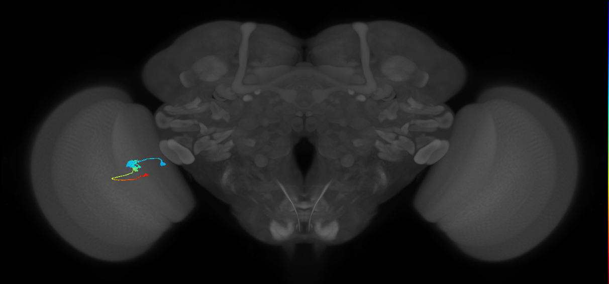 Tm2_L (MaleCNS:532032)
