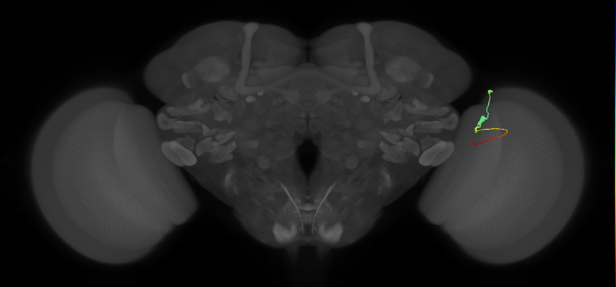 Tm2_R (MaleCNS:93645)