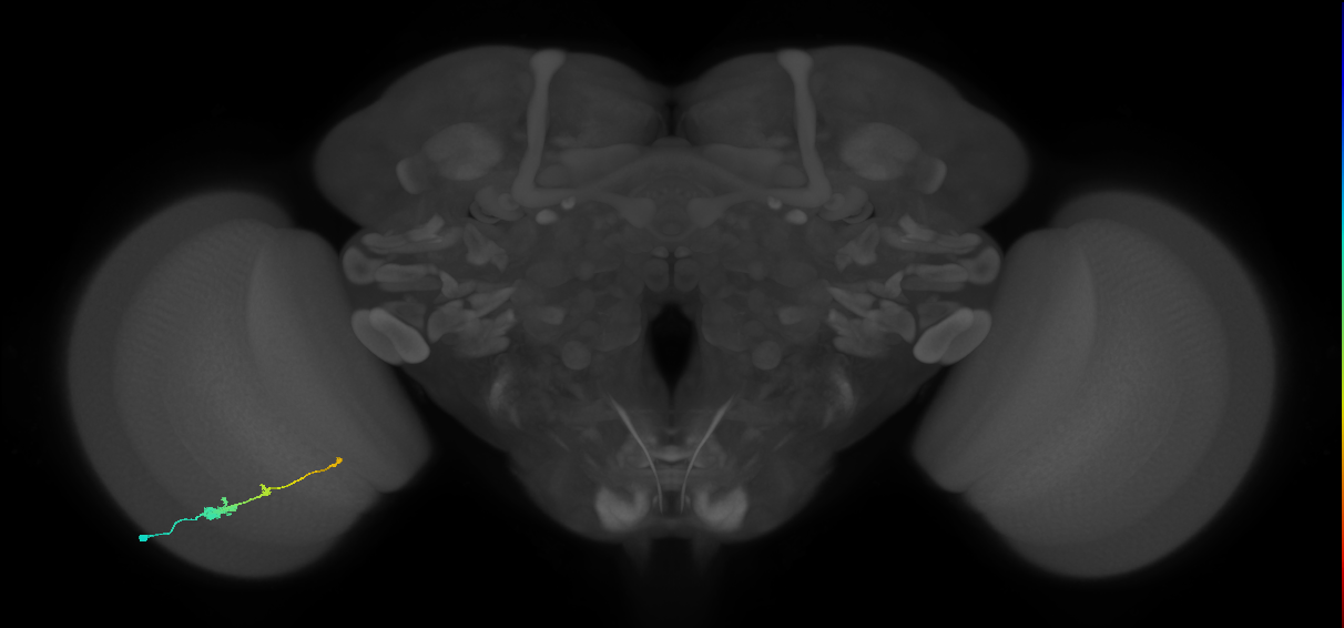 Tm2_L (MaleCNS:58089)