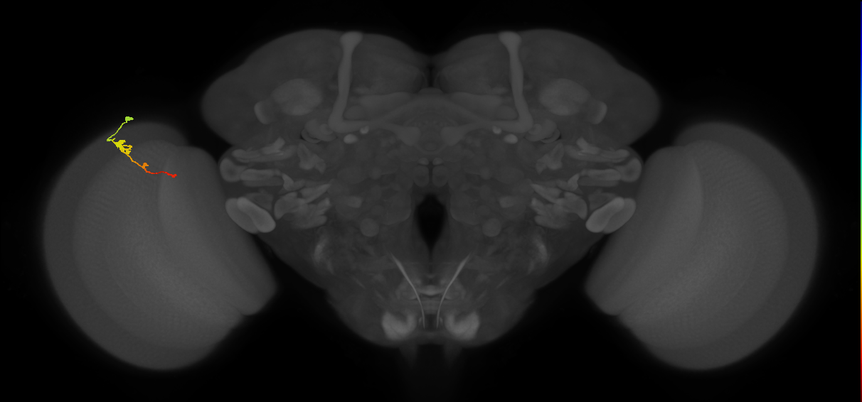 Tm2_L (MaleCNS:66032)