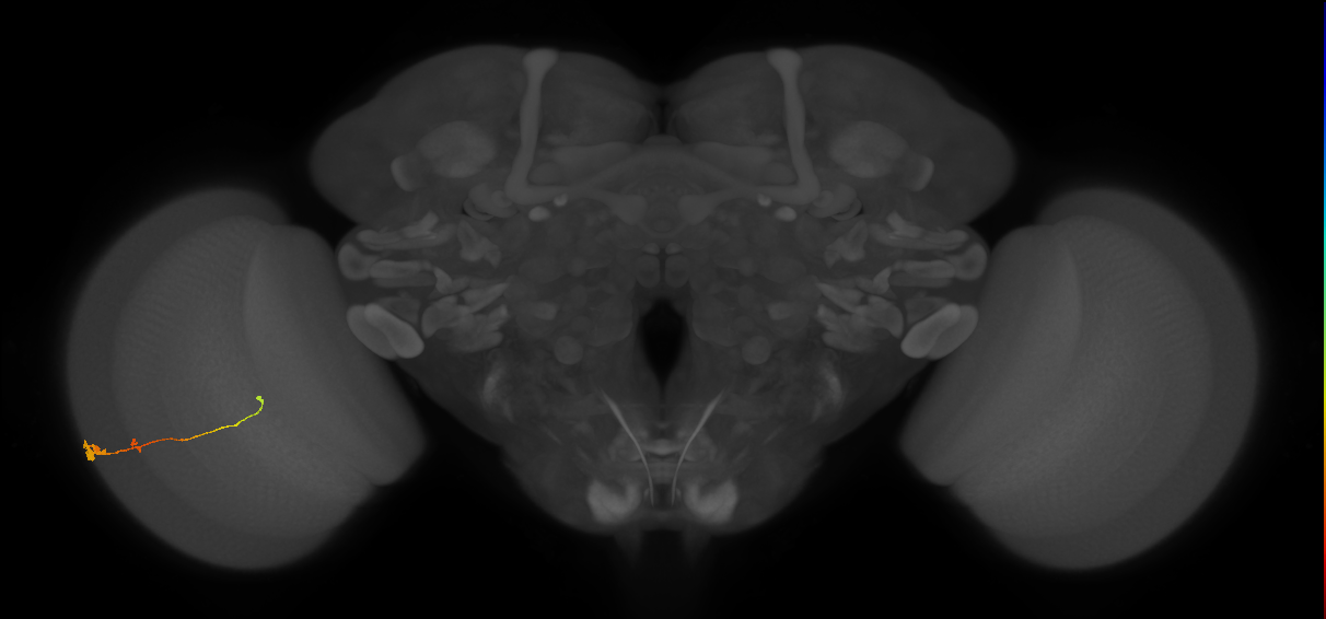 Tm2_L (MaleCNS:545255)