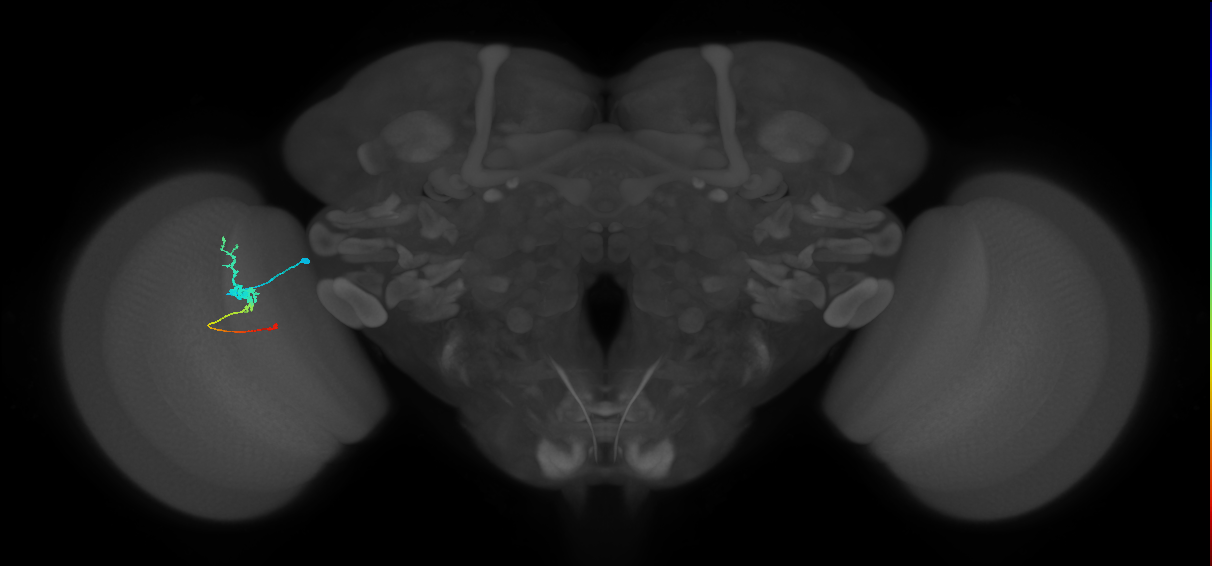 Tm2_L (MaleCNS:580530)