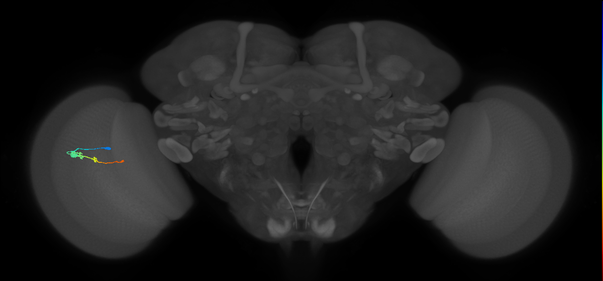 Tm2_L (MaleCNS:36049)
