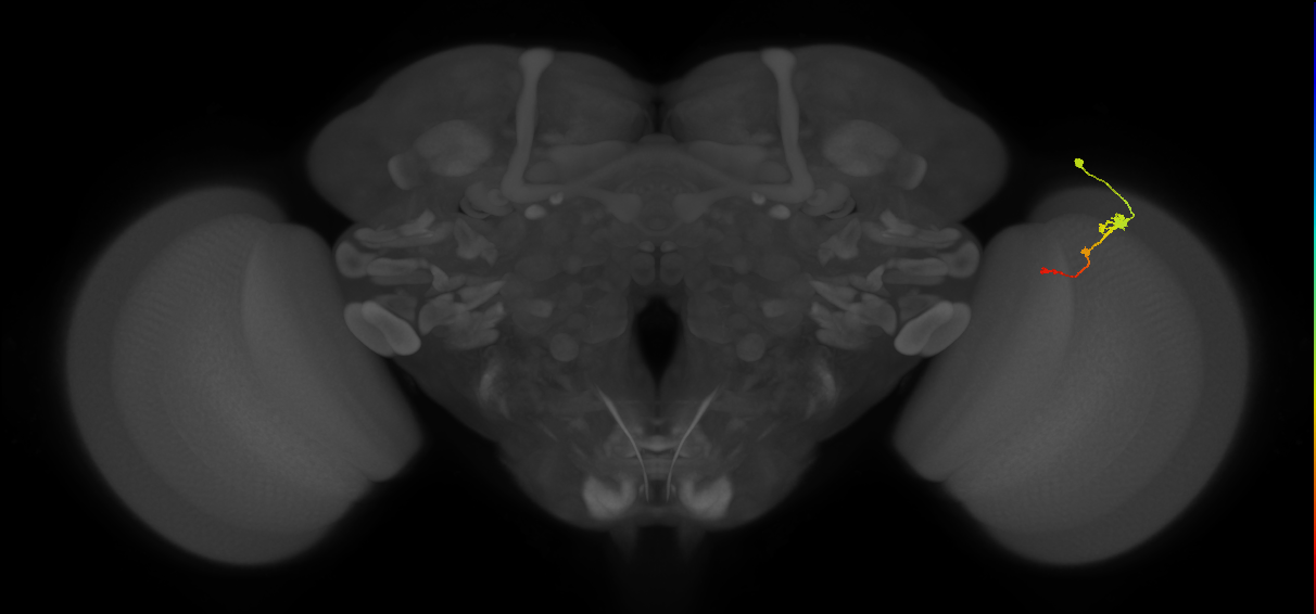 Tm2_R (MaleCNS:61857)
